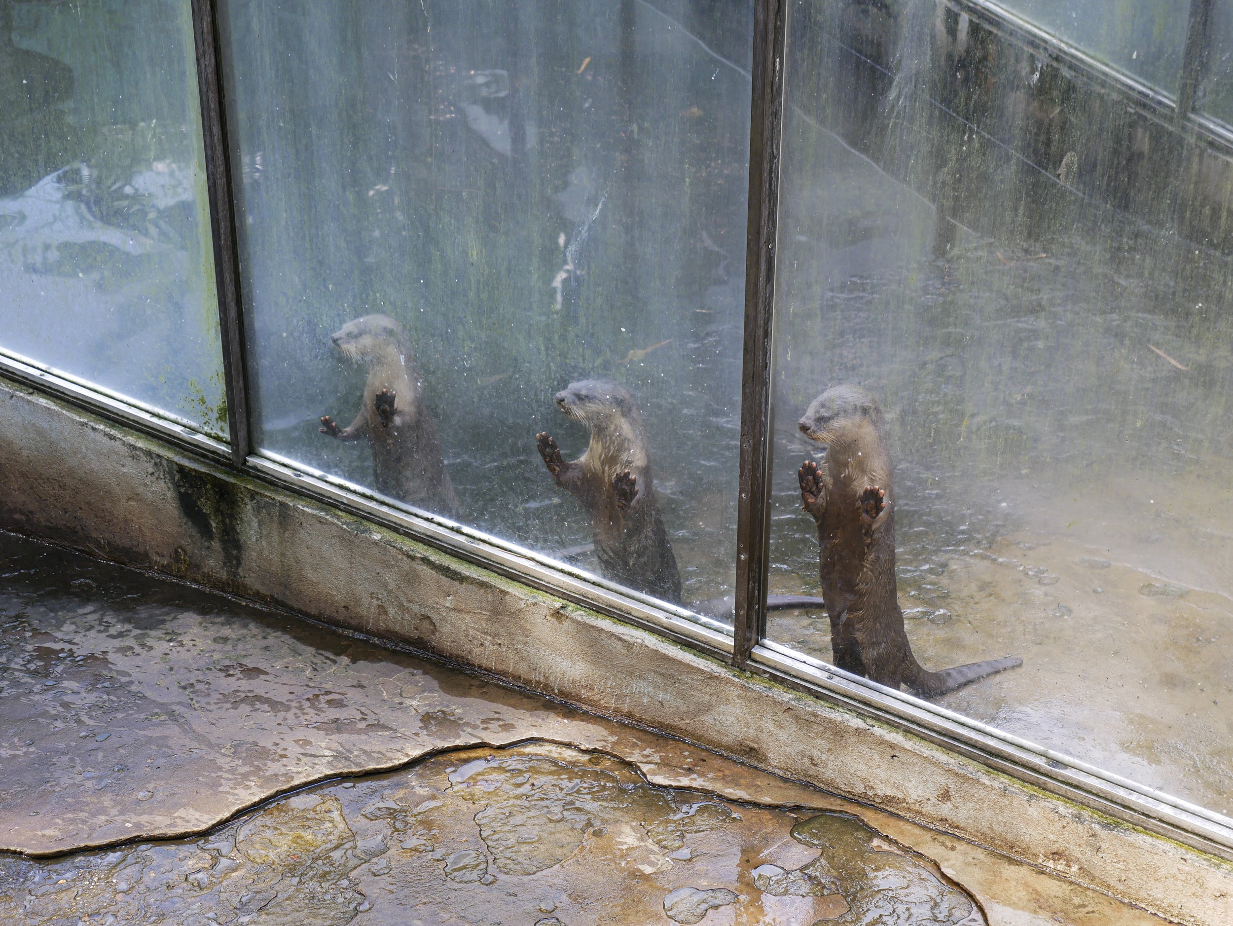 'Caged, Bored, Exploited' Photographed for Frontier Magazine, Myanmar. 
