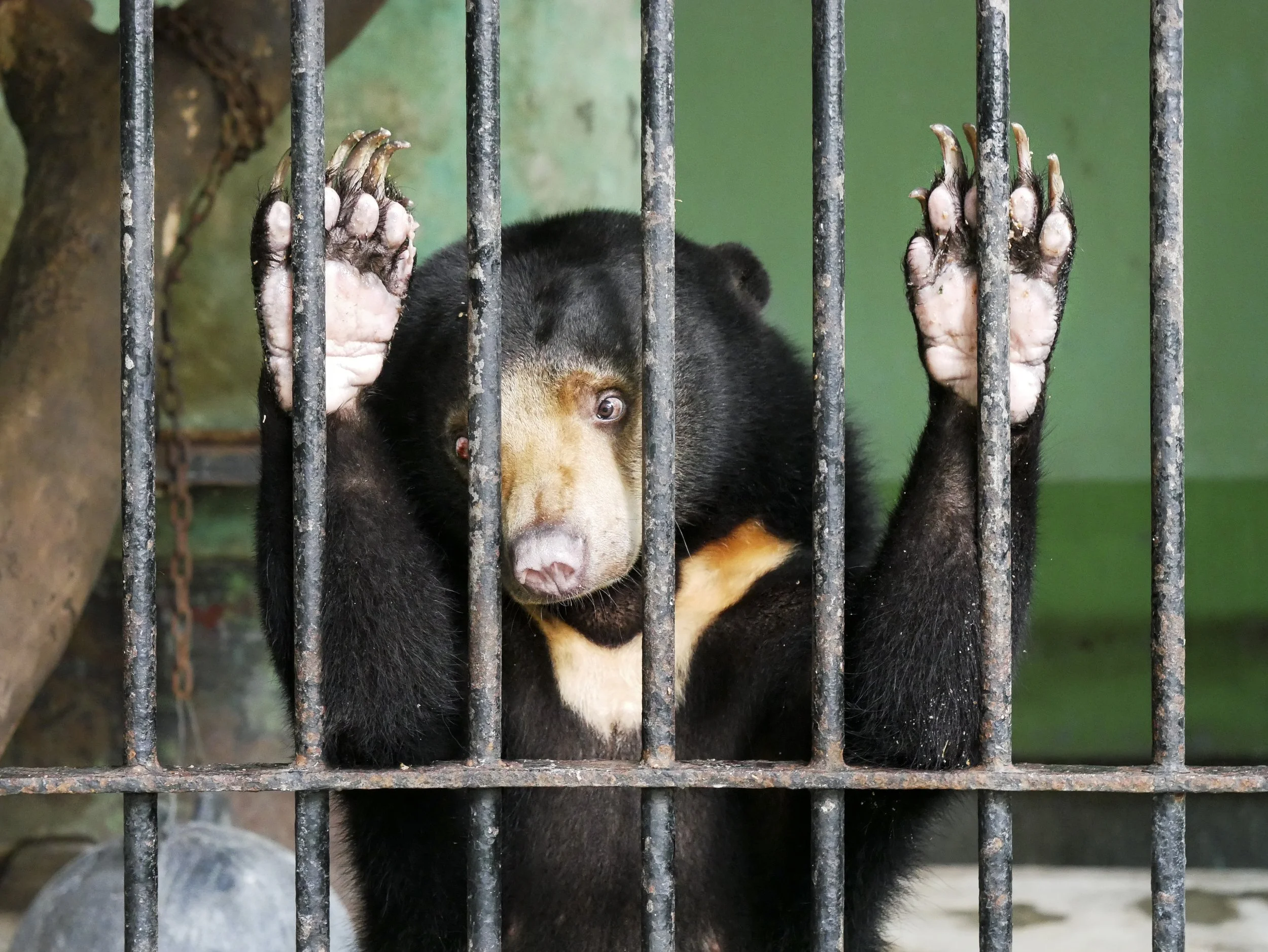  With no greenery in sight, this gloomy concrete cage is a far cry from the lowland tropical forests in Southeast Asia that are the natural habitat of Sun bears. The animals seem to be visibly agitated. One persistently gnaws its hand and others pace