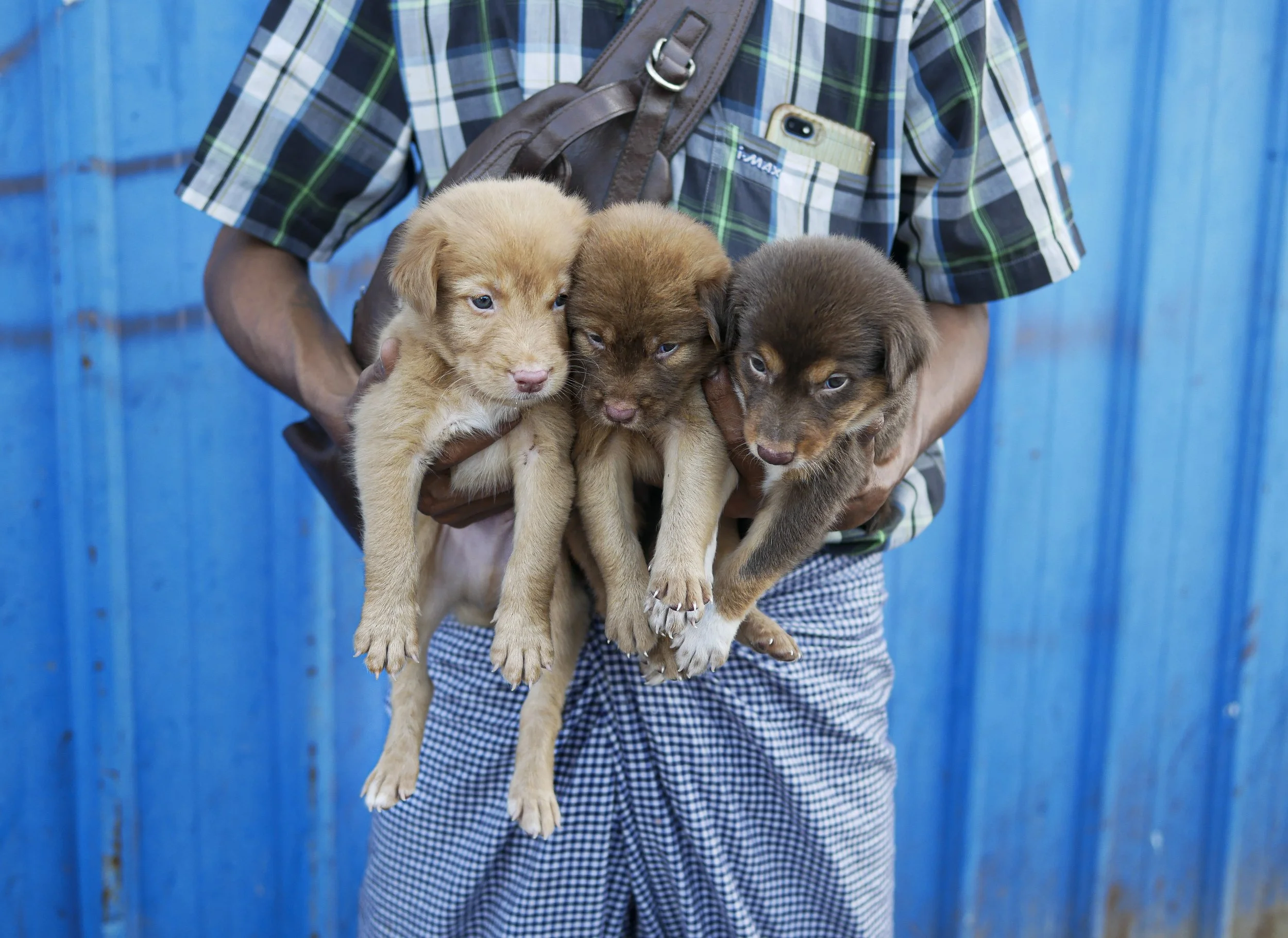  Puppy Sellers, Yangon. 