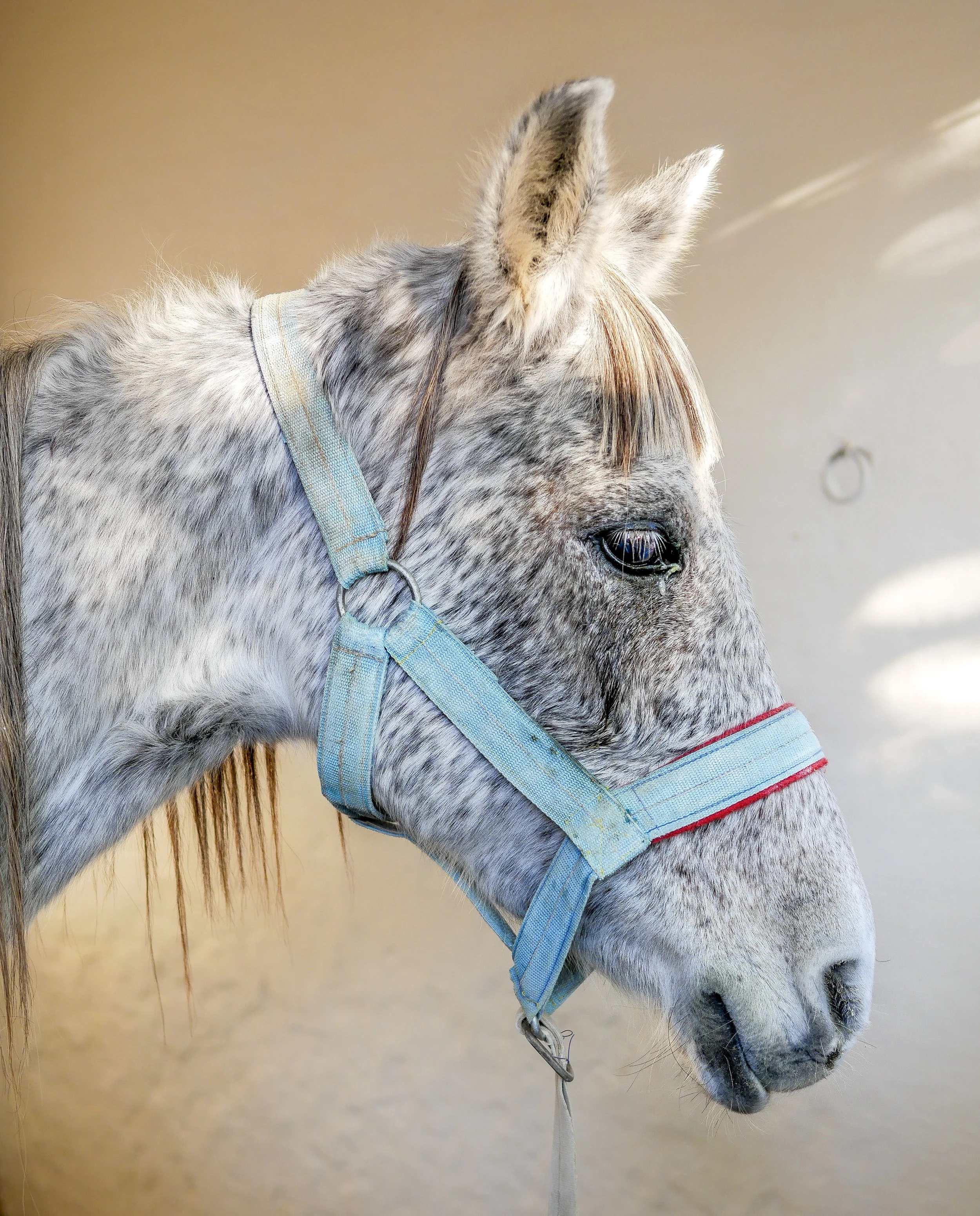  A beautiful horse awaiting surgery, Spana Centre, Marrakech.  