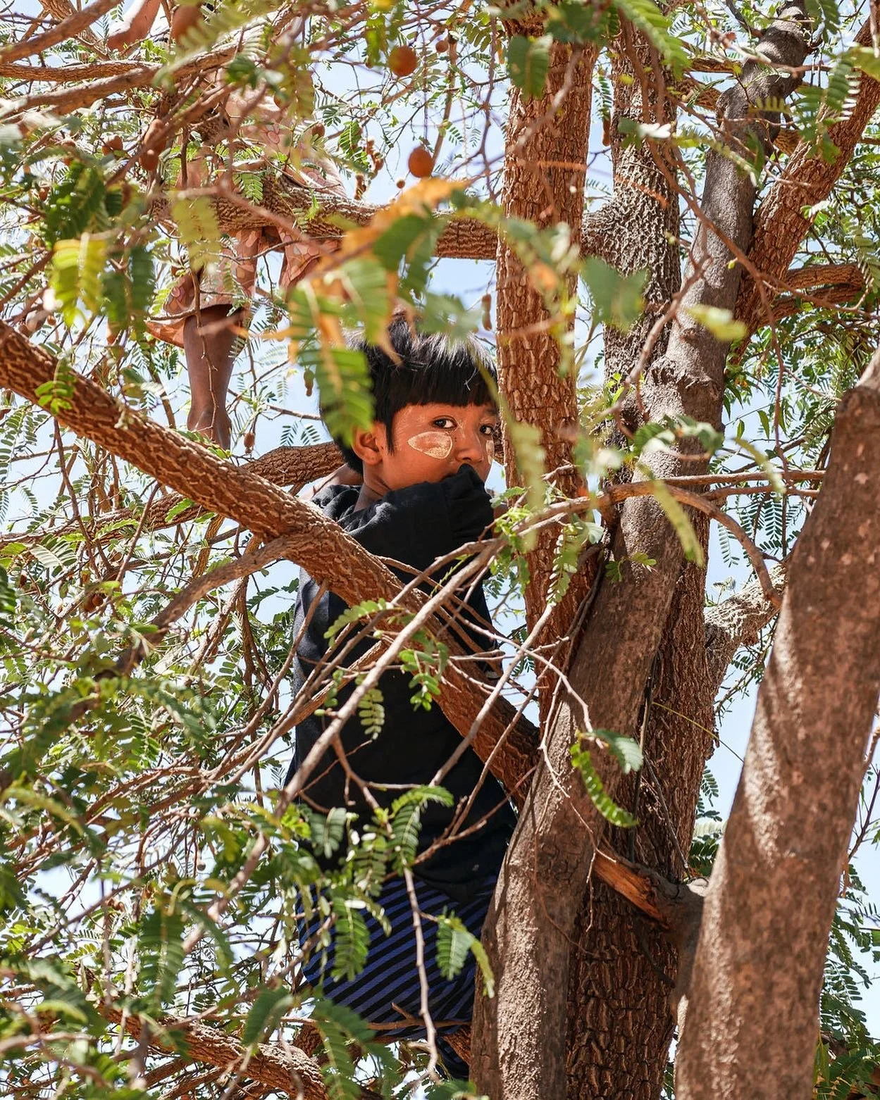A young boy picks Tamarind from a tree in his garden.