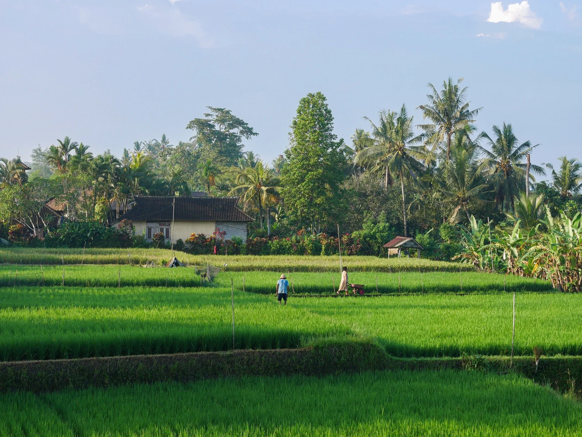 View from my balcony, Ubud, 2025.