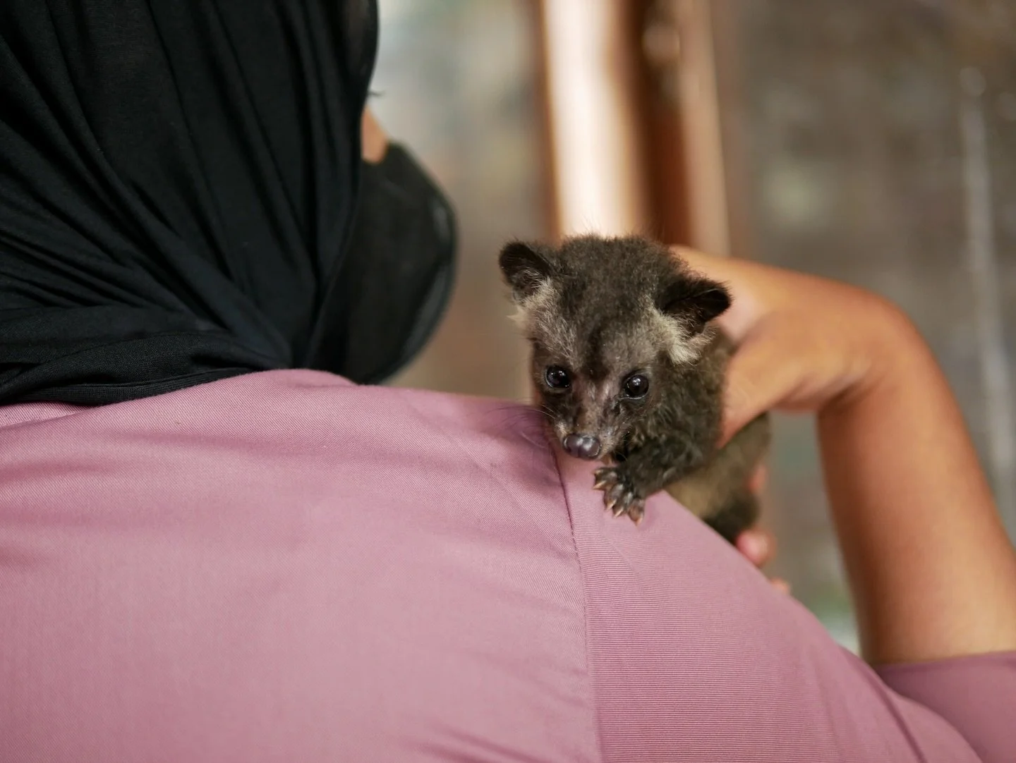 A baby civet rescued by airport officials from a couple attempting to take it home to Europe.

Only a few weeks old, the civet was transferred to Bali Wildlife Rescue Centre in Tabanan, where staff provided round-the-clock care, feeding milk every tw