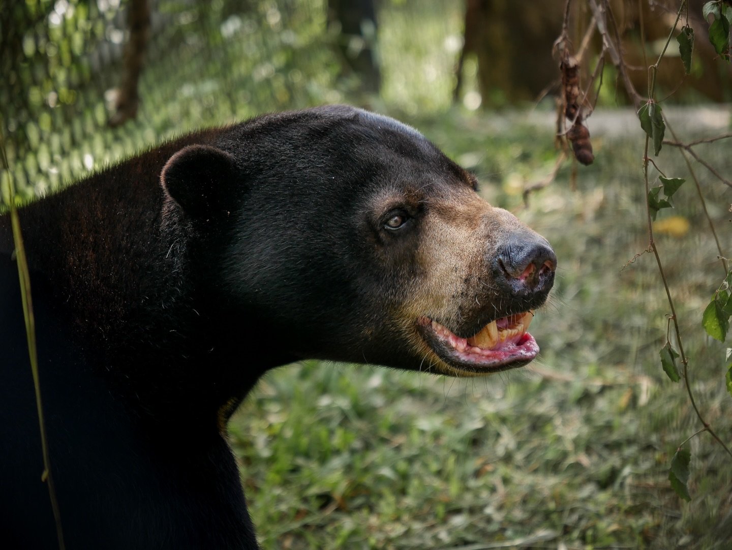 Balou was confiscated by Bali&rsquo;s Natural Resources Conservation Agency (BKSDA) from the illegal wildlife trade. He was found in a small cage at a bus terminal in Bali, smuggled alongside other animals being transported for sale. 

Balou was arou