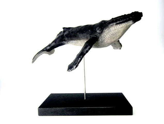 Humpback Whale