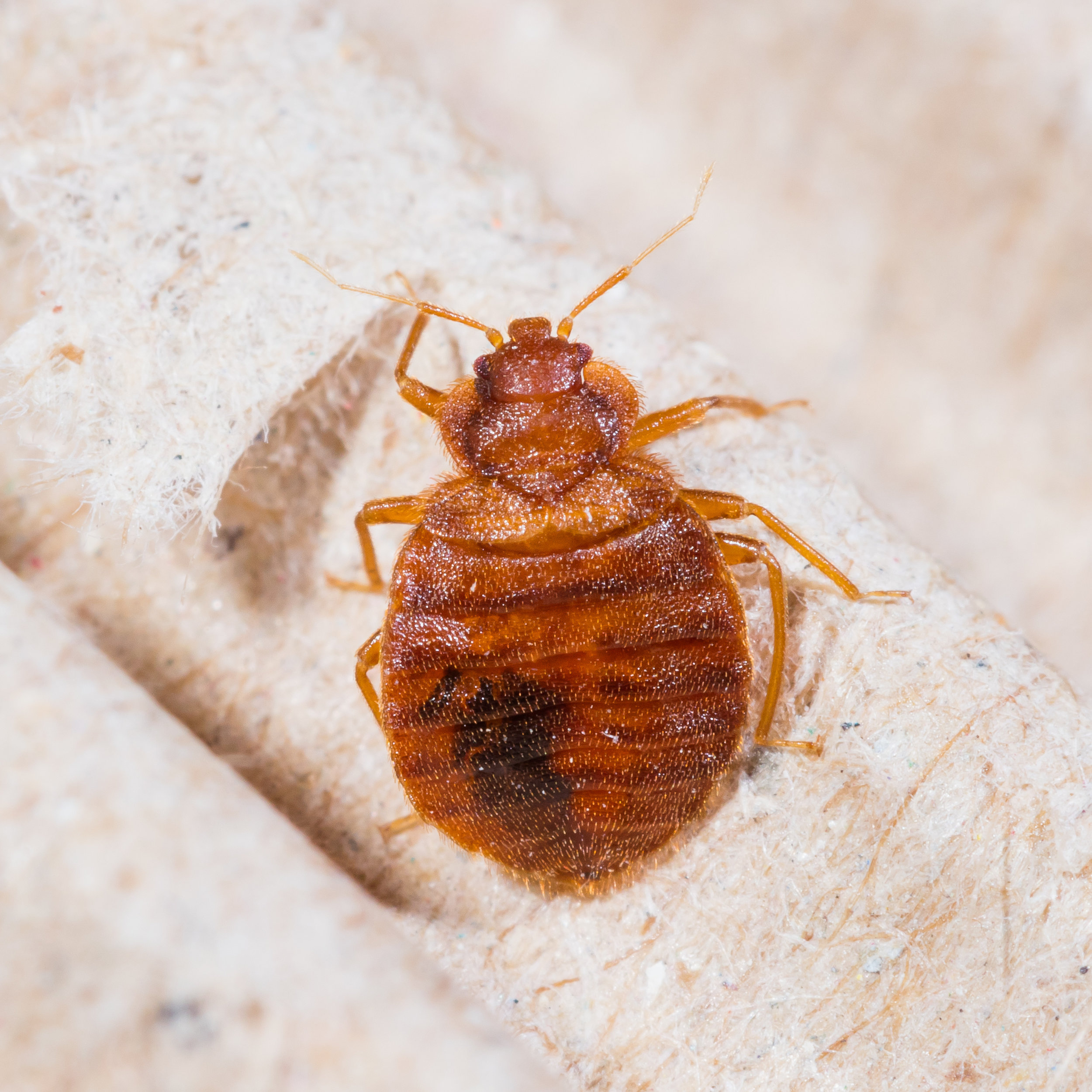 Bed Bugs Treatment Nyc