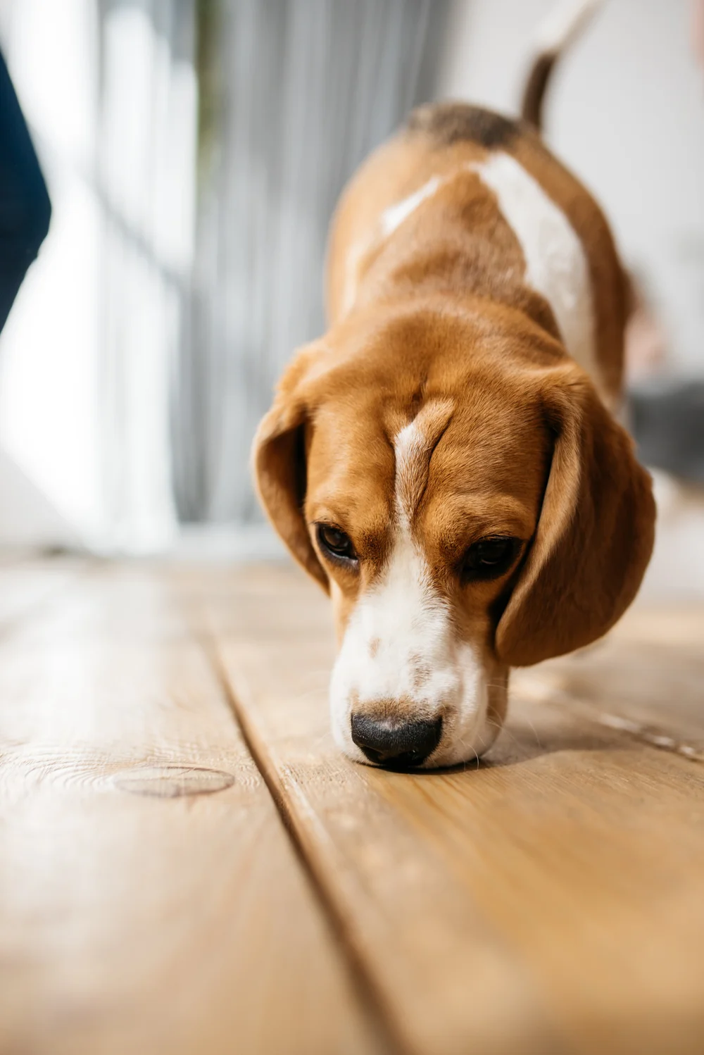 Bed Bug Control Blog Bed Bug Exterminator Nyc Bed Bug Inspection Nyc Ny Bed Bug Dogs Nyc