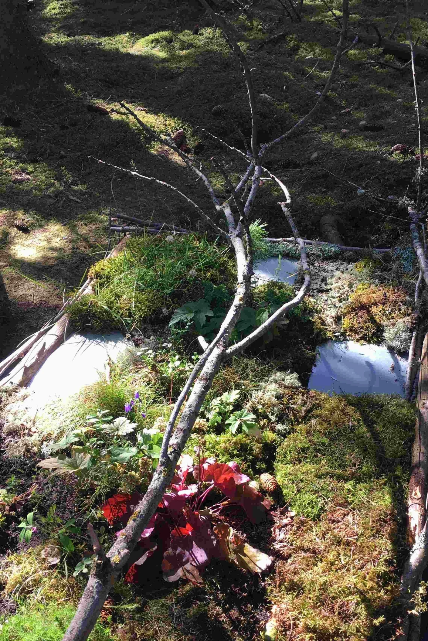 Heuchera