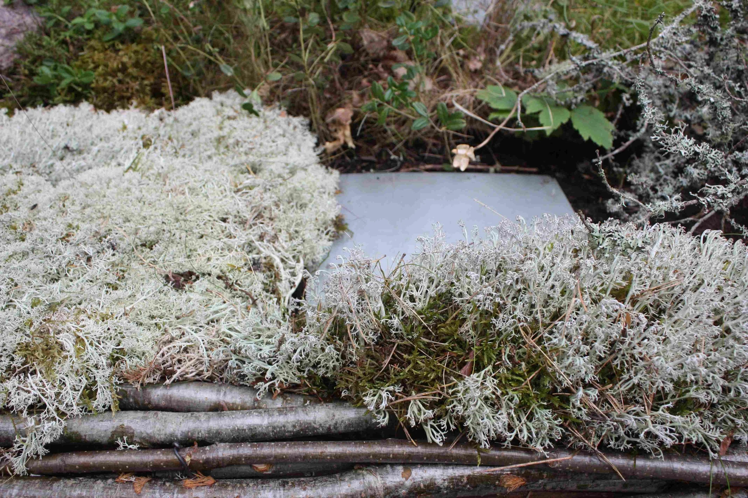 moss