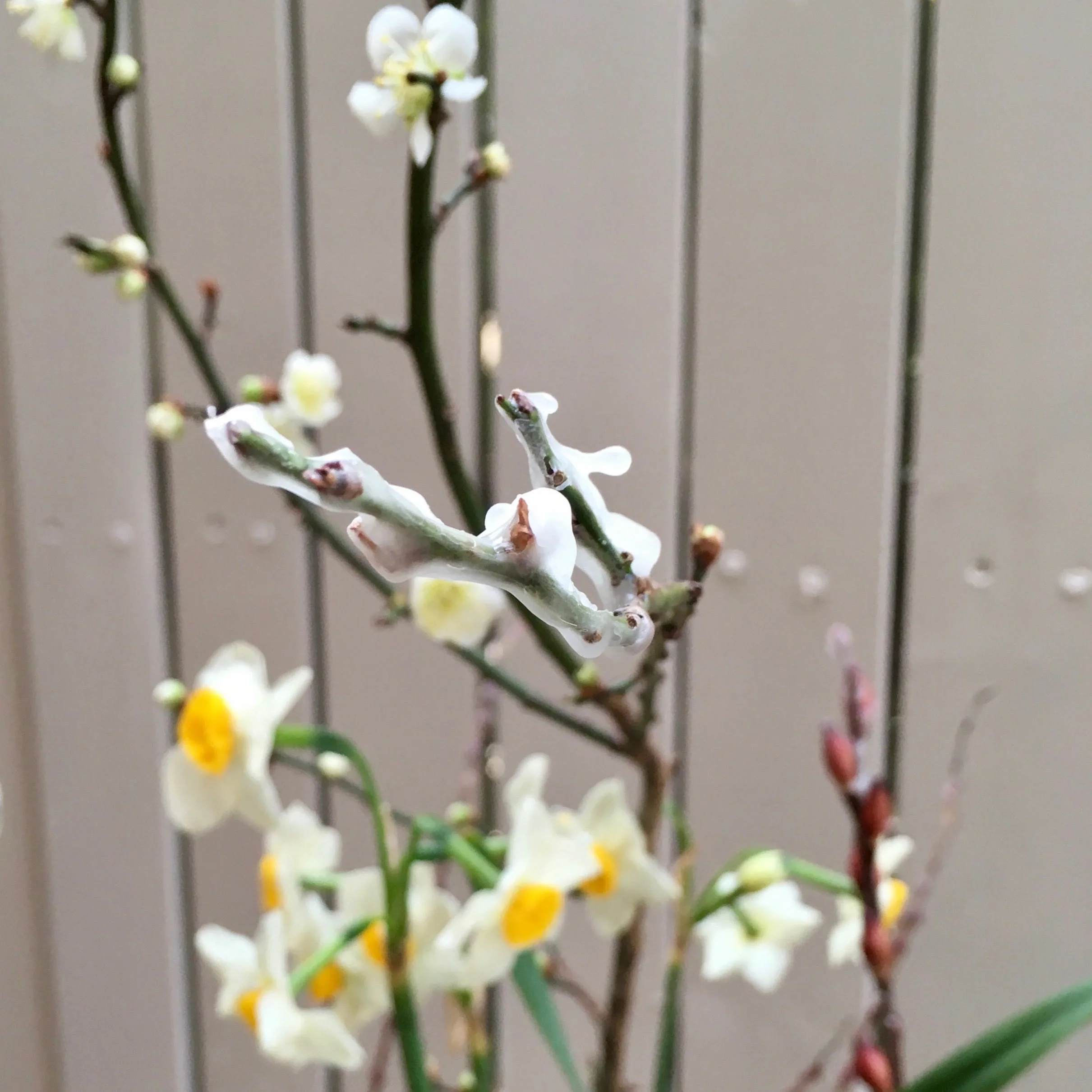 My way of adding ice to the twigs. If there is no snow, you create the image of snow, right!