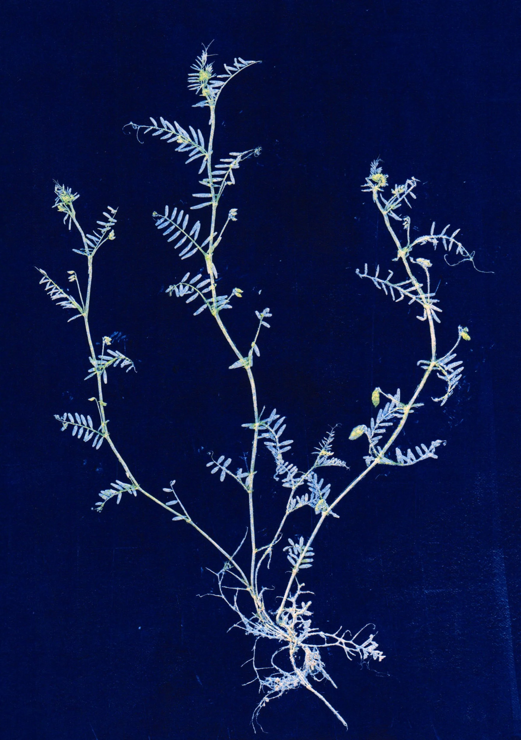 A5.vicia.royal_blue.jpg
