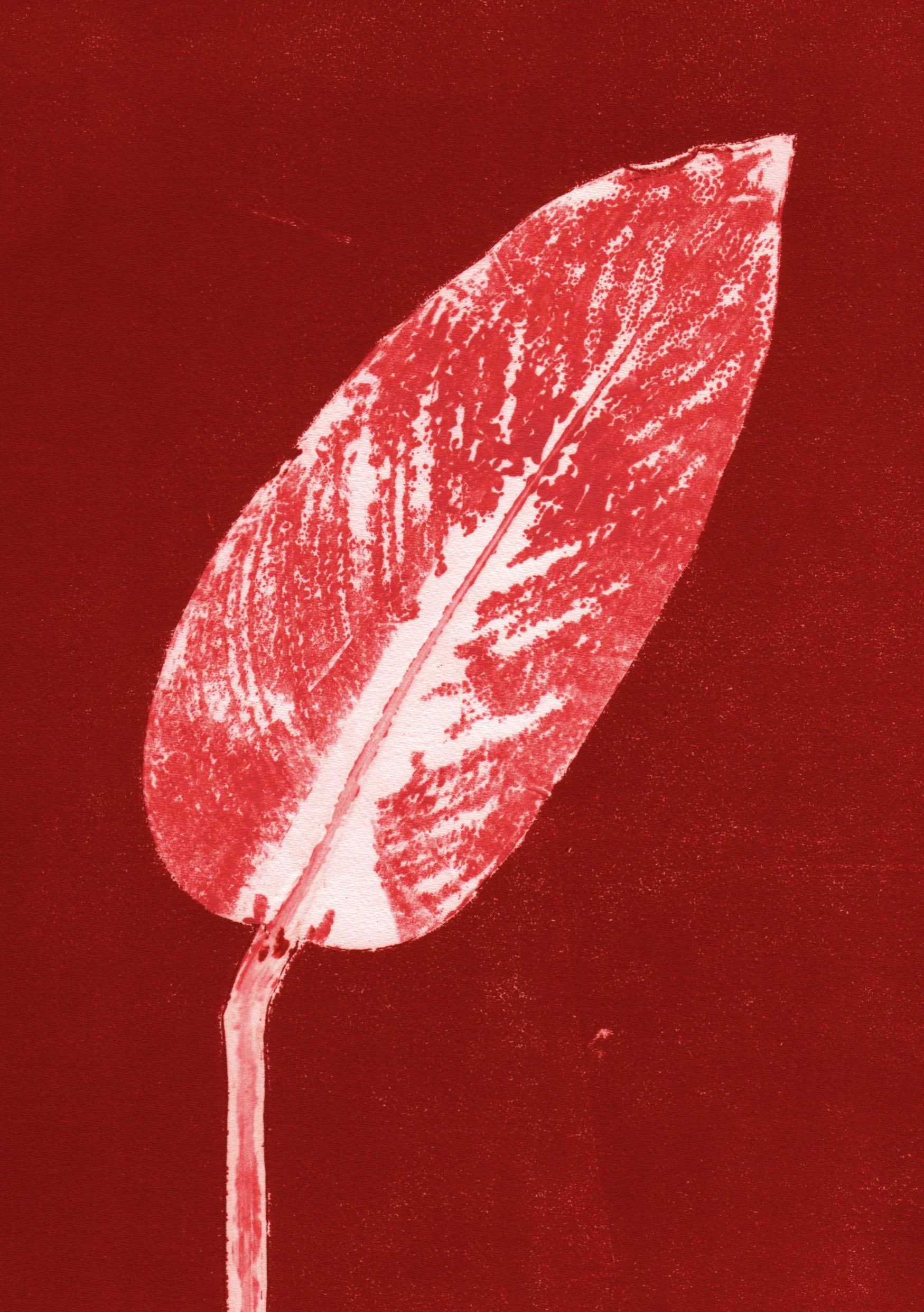 A5.calathea.brick_red.jpg