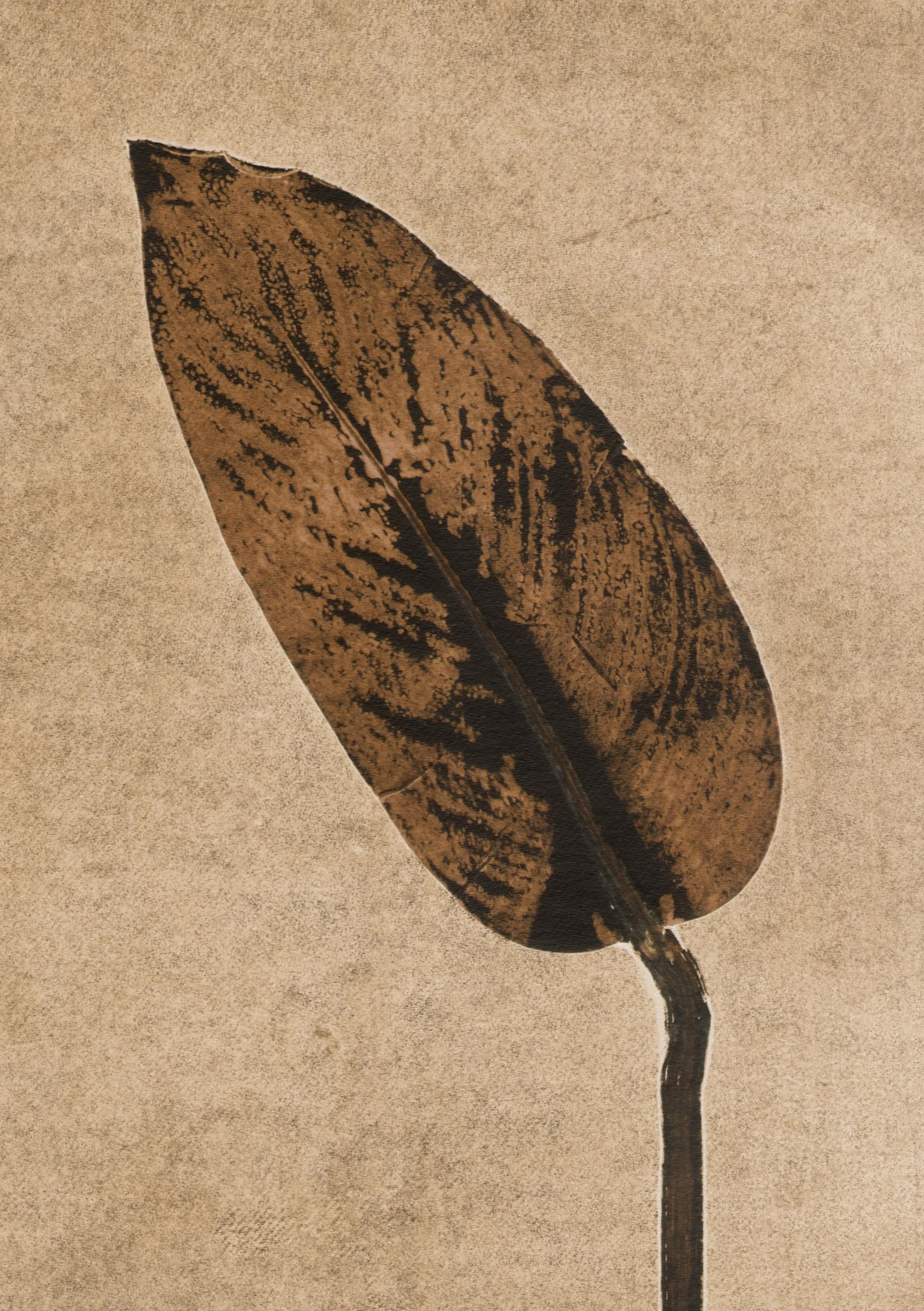 A5.calathea.caramel.jpg