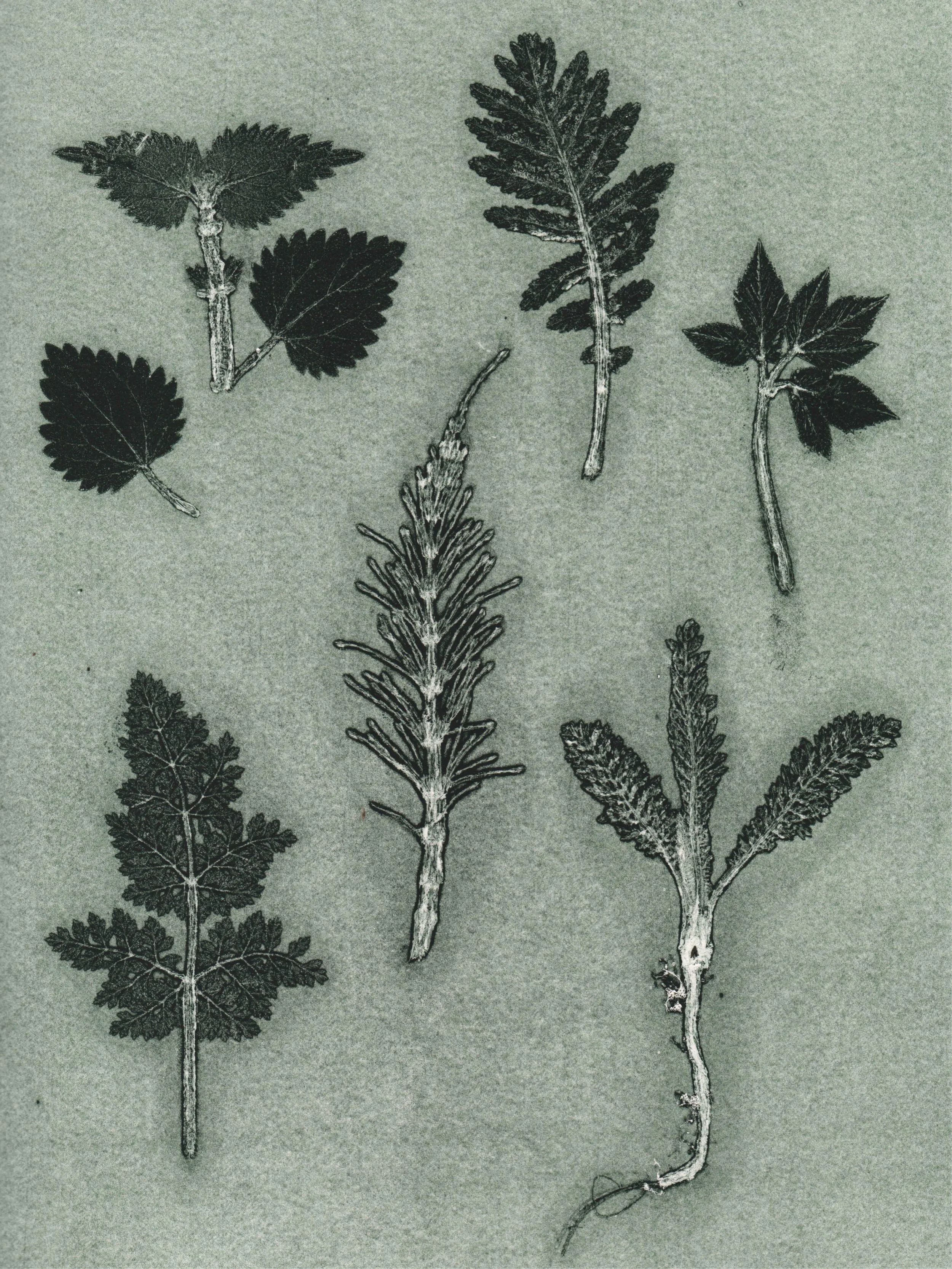 wild_herbs_dark_green.jpg