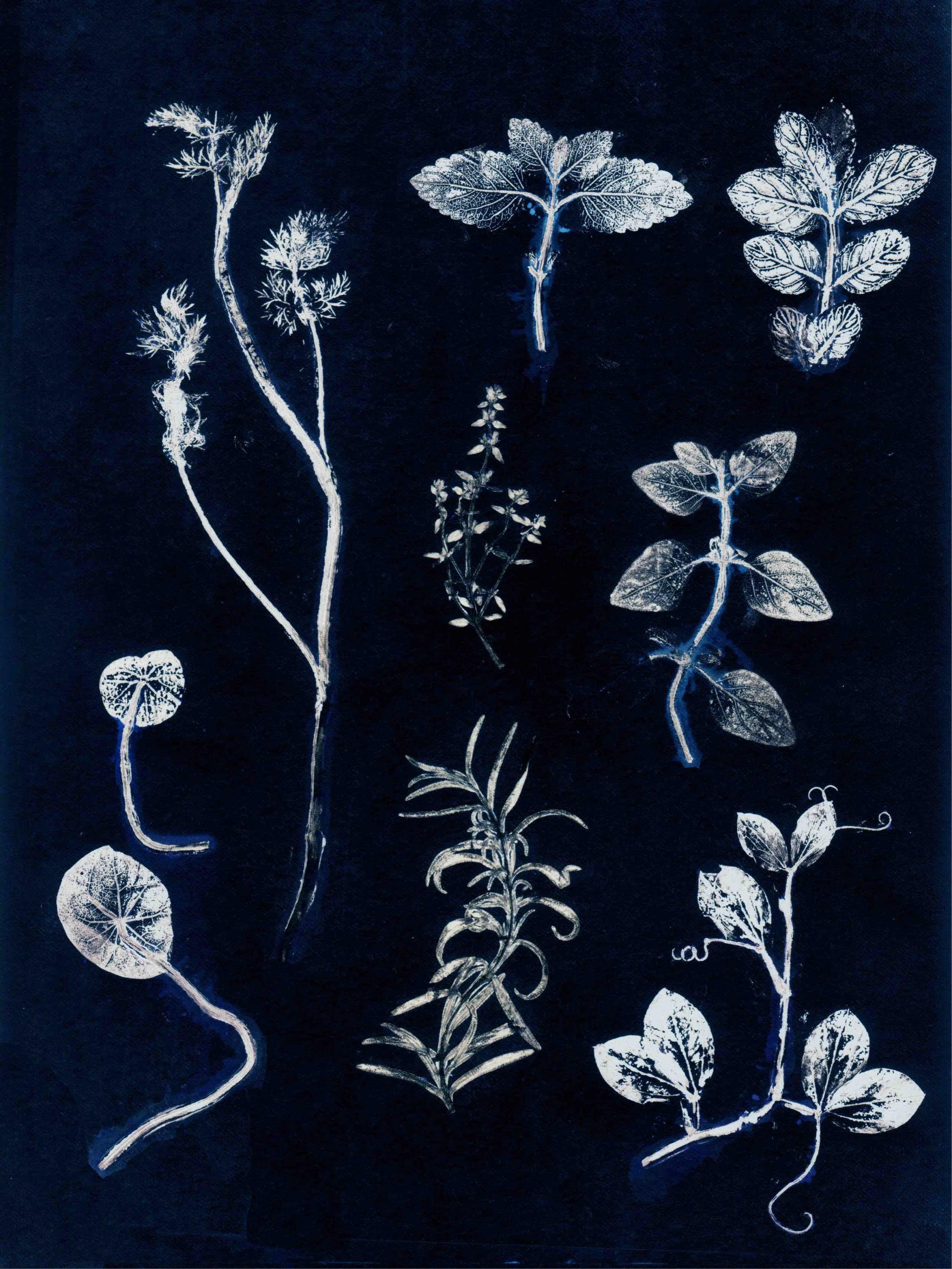 garden herbs dark blue Kopie:700kb.jpg