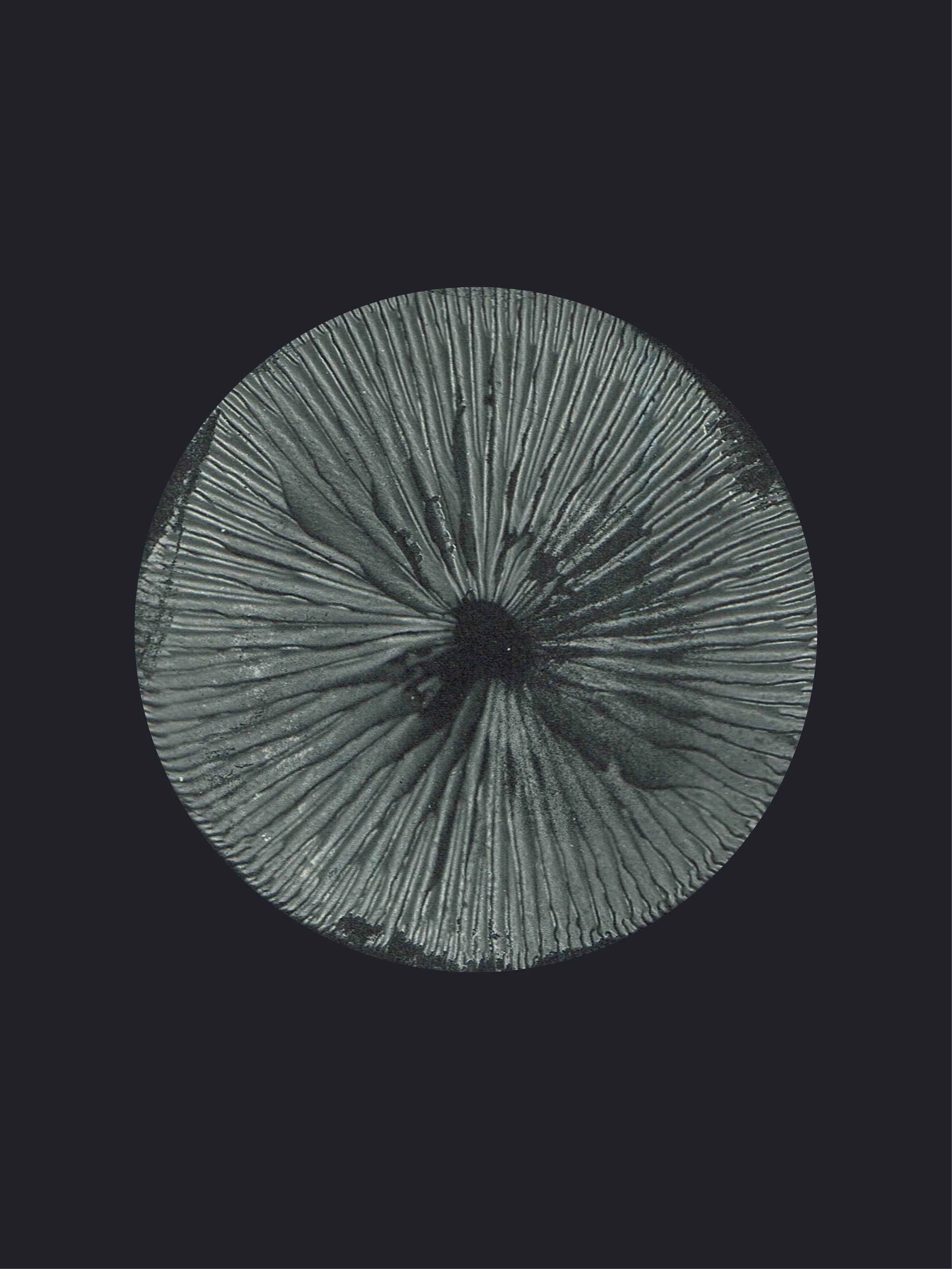 mushroom3 dark grey Kopie:500kb.jpg