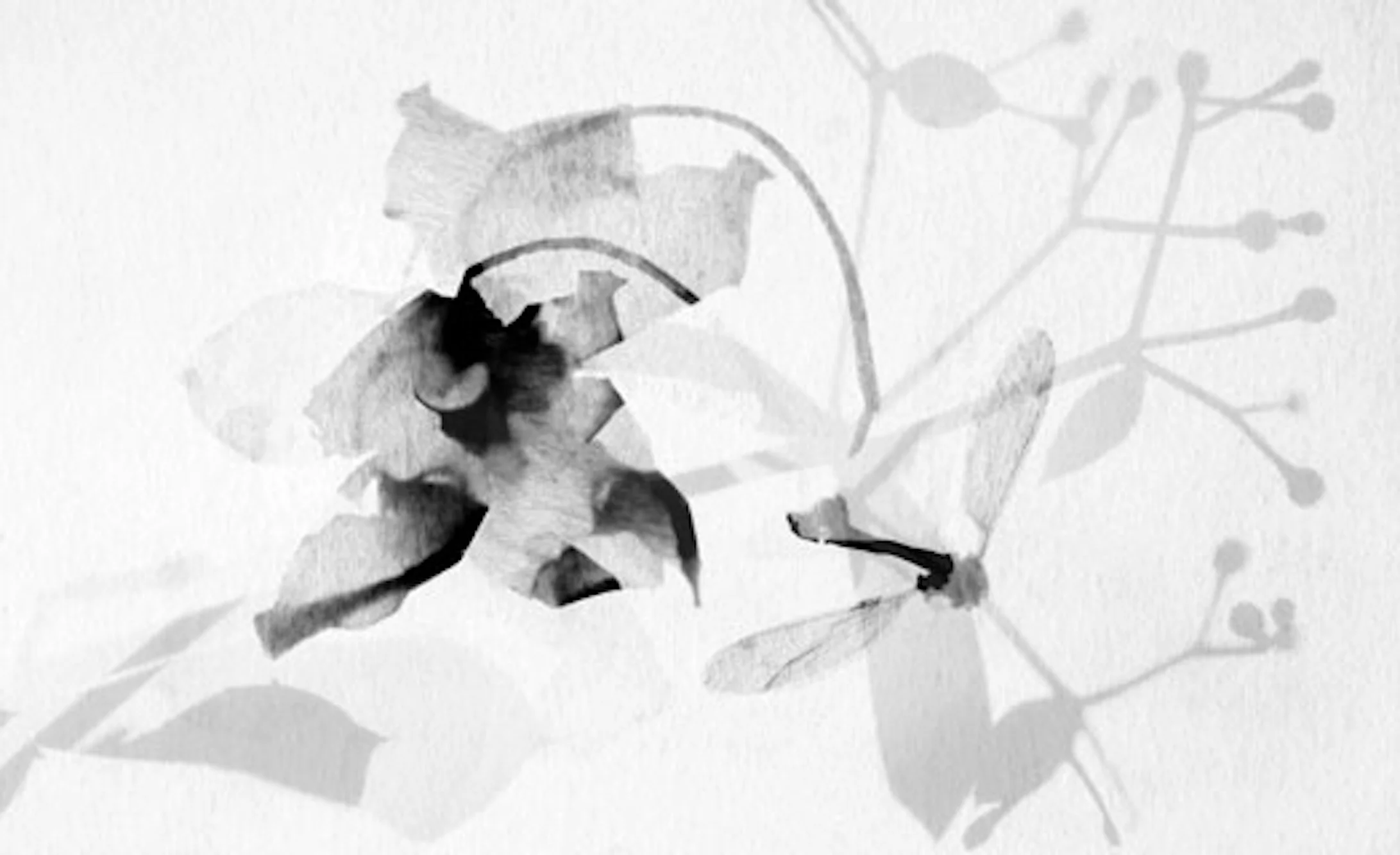Stefania Ricci, Insieme naturale 129 , 2006, rayogramma, stampato a pigmenti di carbone su carta cotone, 81 x 112 cm, courtesy Stefania Ricci