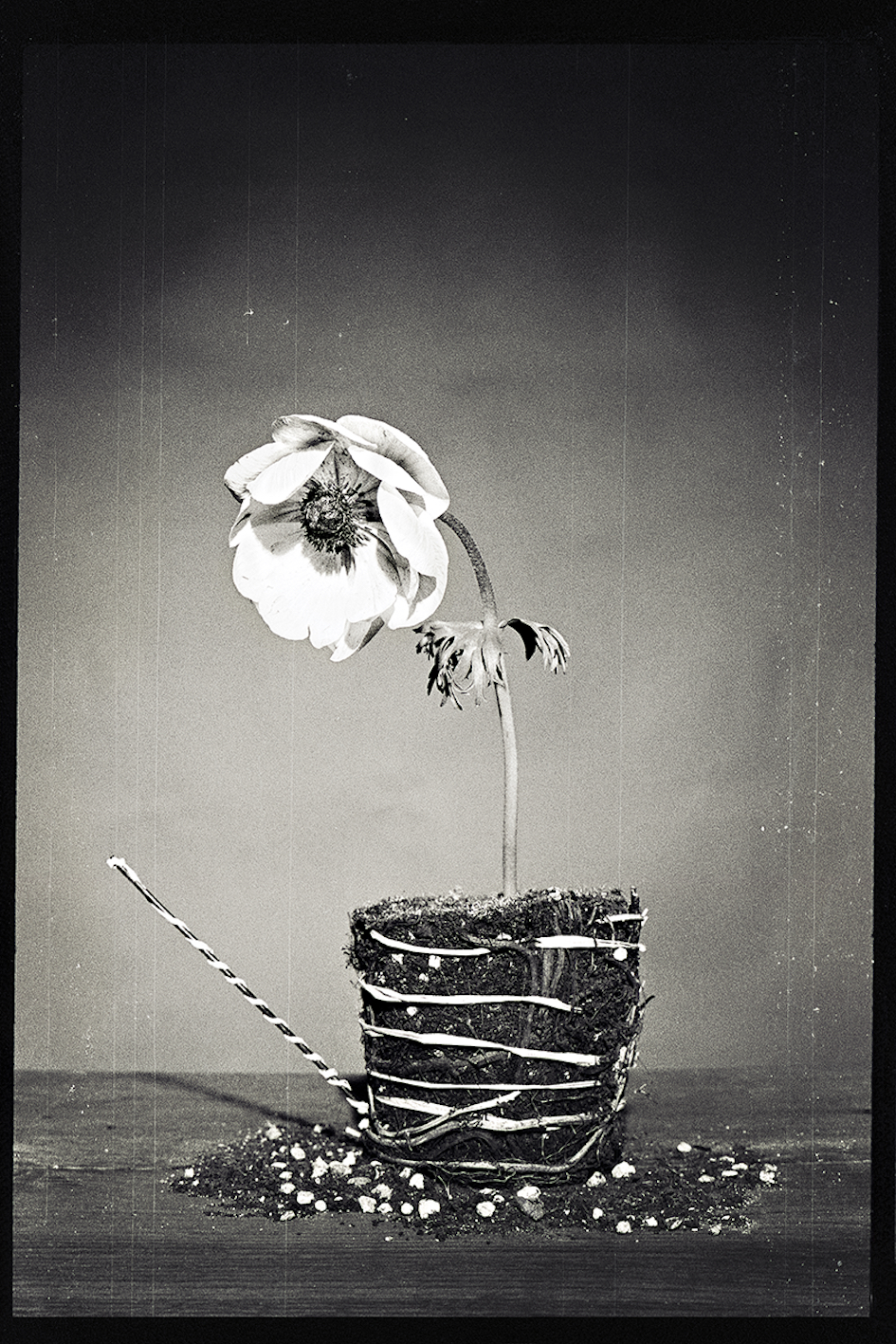 Giuseppe Scrima, Roots, 2018, analogico digitalizzato, stampe fine art su carta cotone, 45 x 30 cm, courtesy Giuseppe Scrima