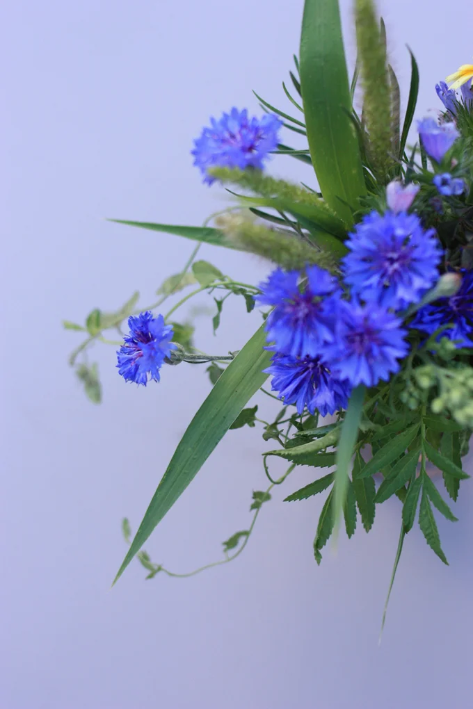 cornflowers from the garden