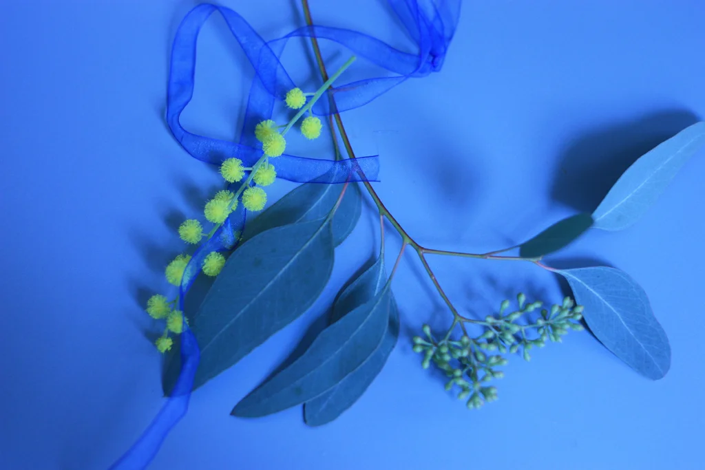 You are my sunshine, sweet mimosa