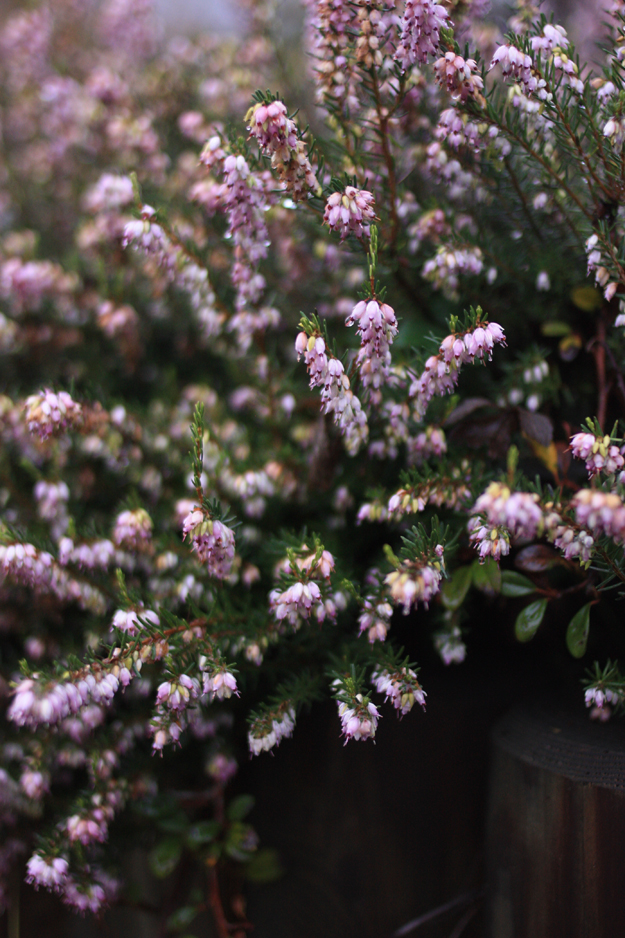 A misty day in the North of France and my first Steller story