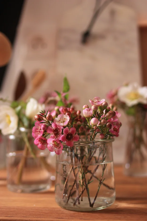Lovely waxflowers