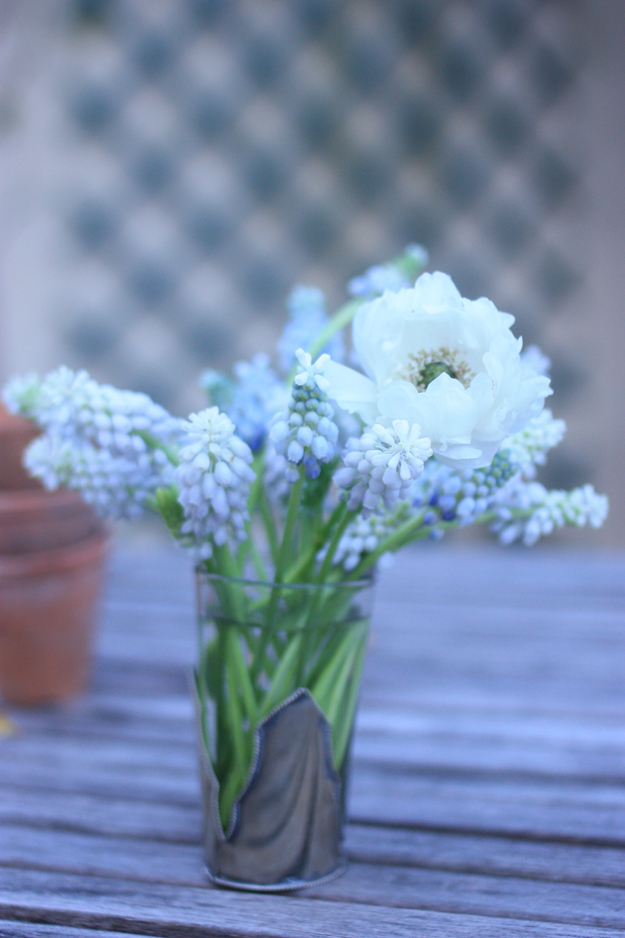 Anemone and muscari from my garden