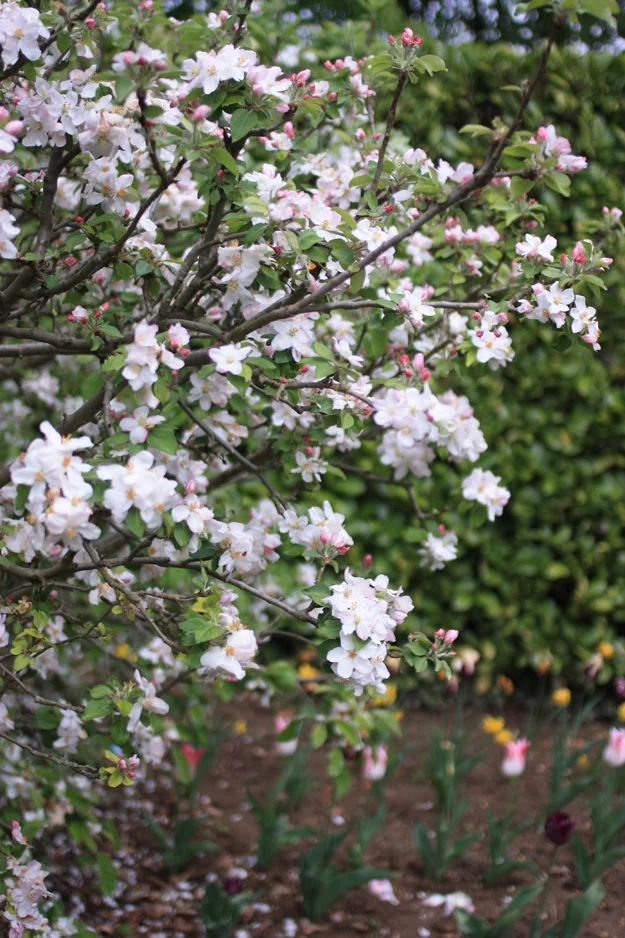 The smell of the garden just after the rain