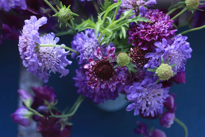 scabiosa and sweet peas