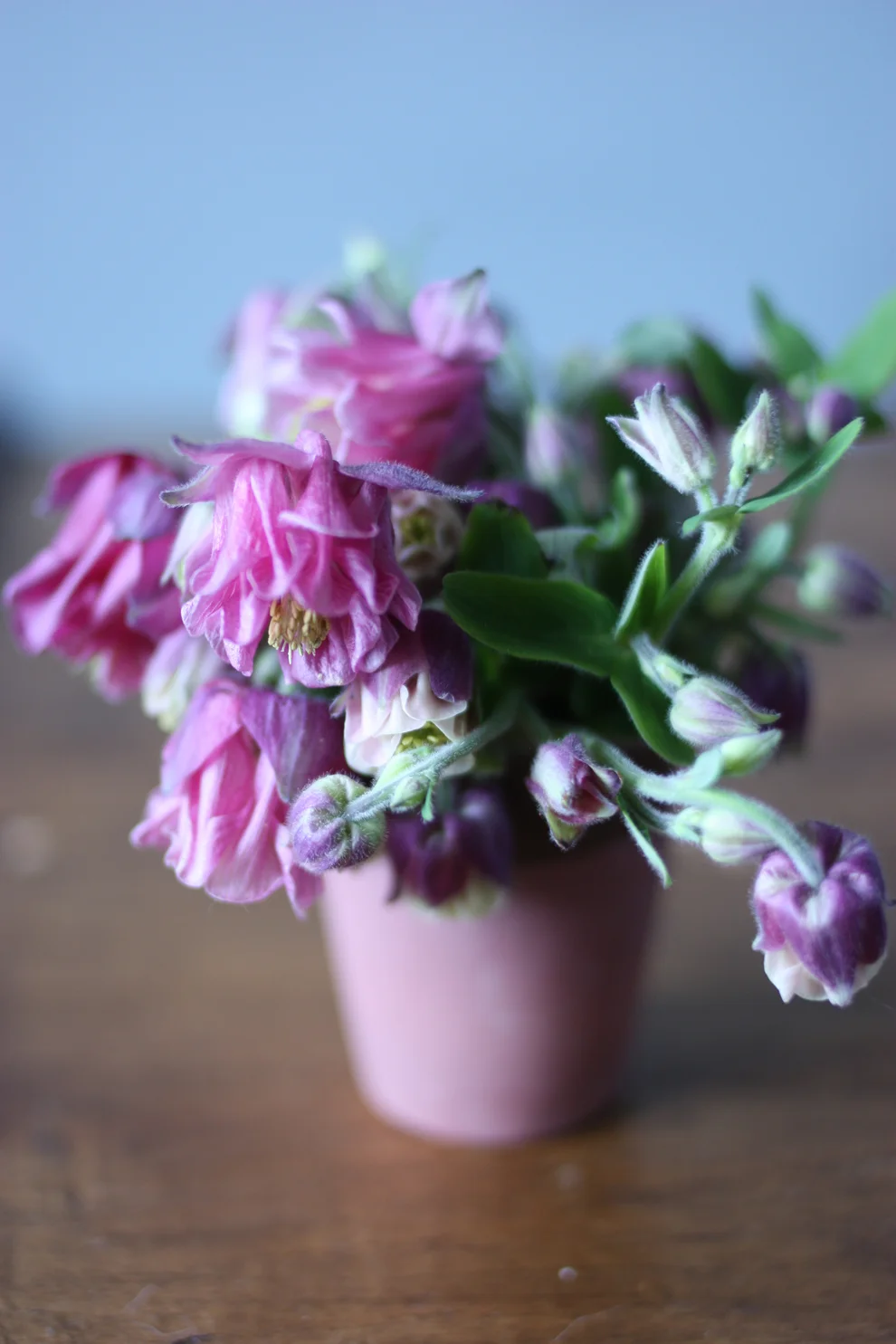 Mini Bouquet of Aquilegia