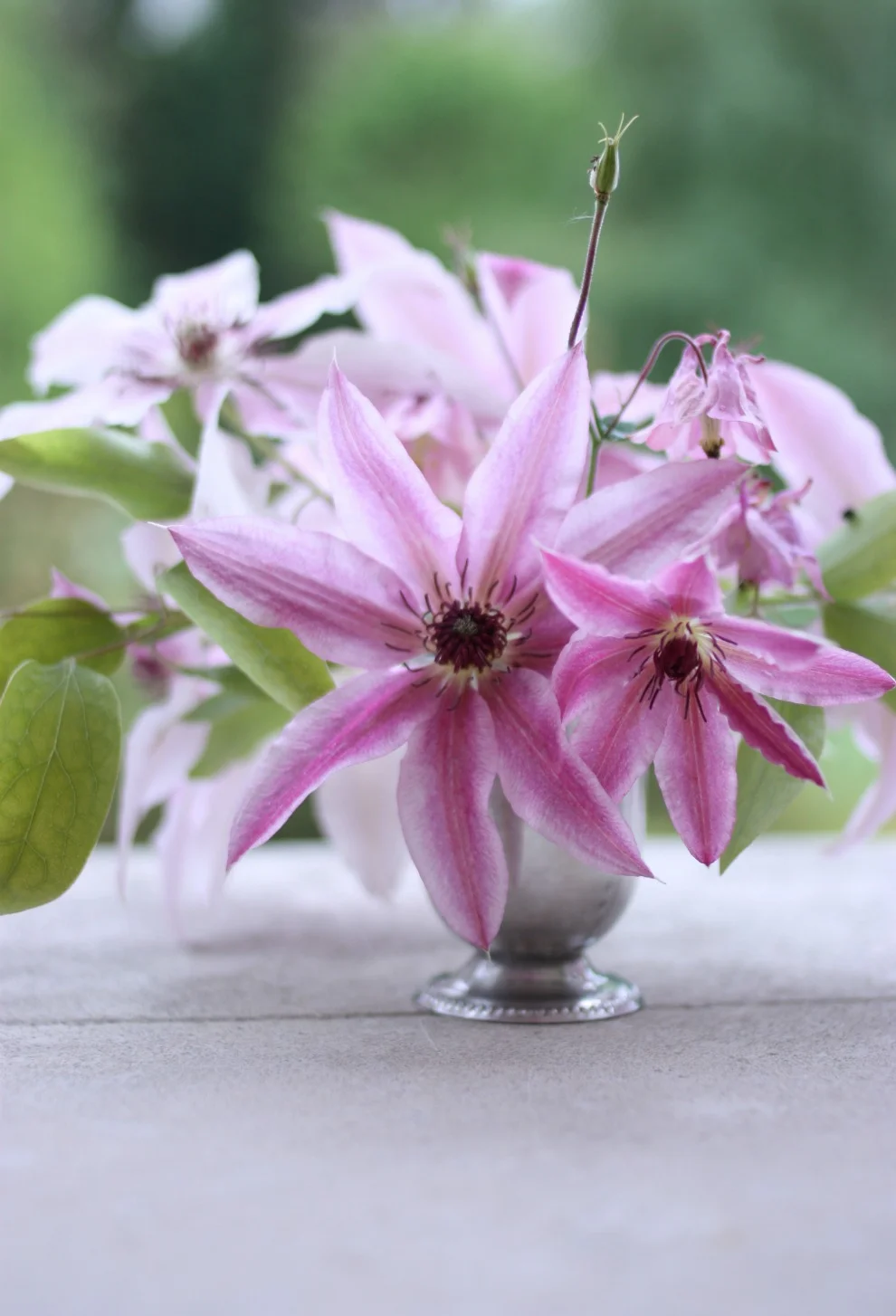 A bouquet of Clematis and Aquilegia