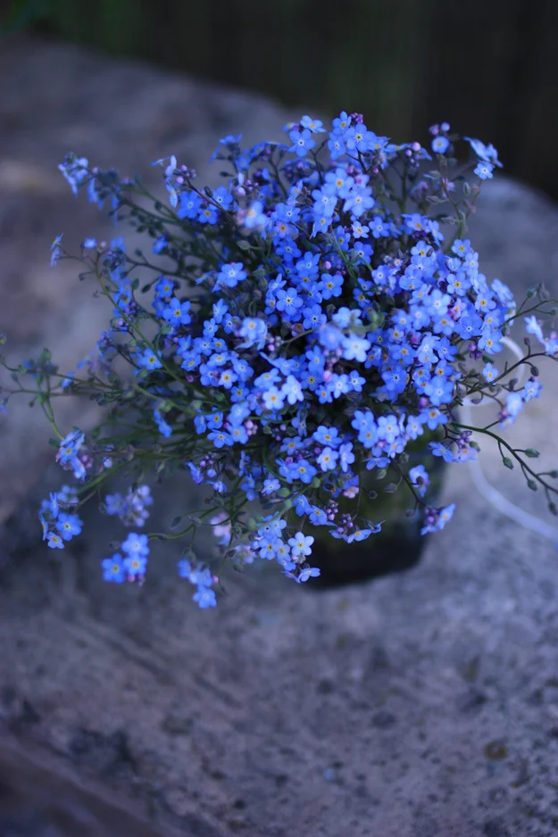 forget-me-not