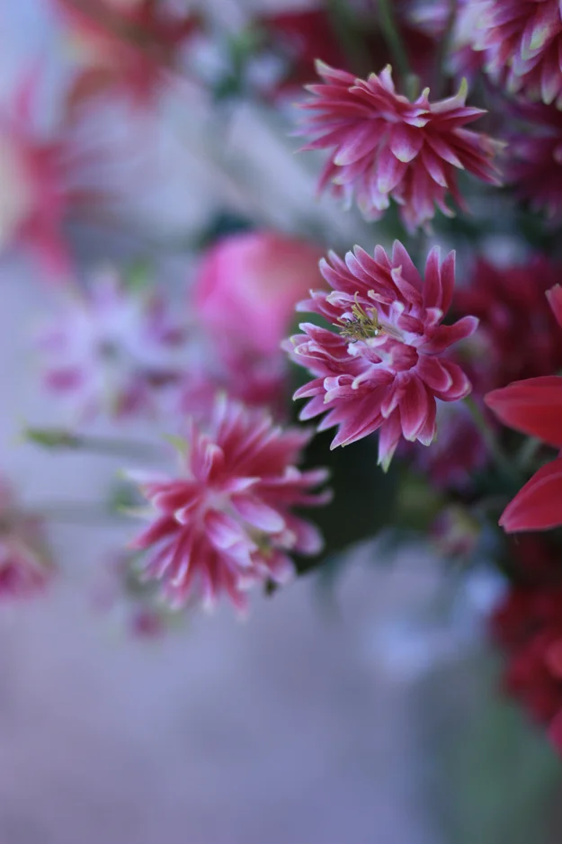 A red bouquet: Lupin, peonies, aquilegia