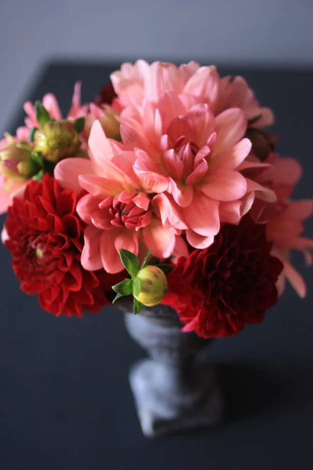 first dahlia of the season