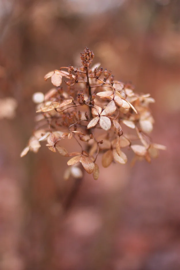 hortensia in winter