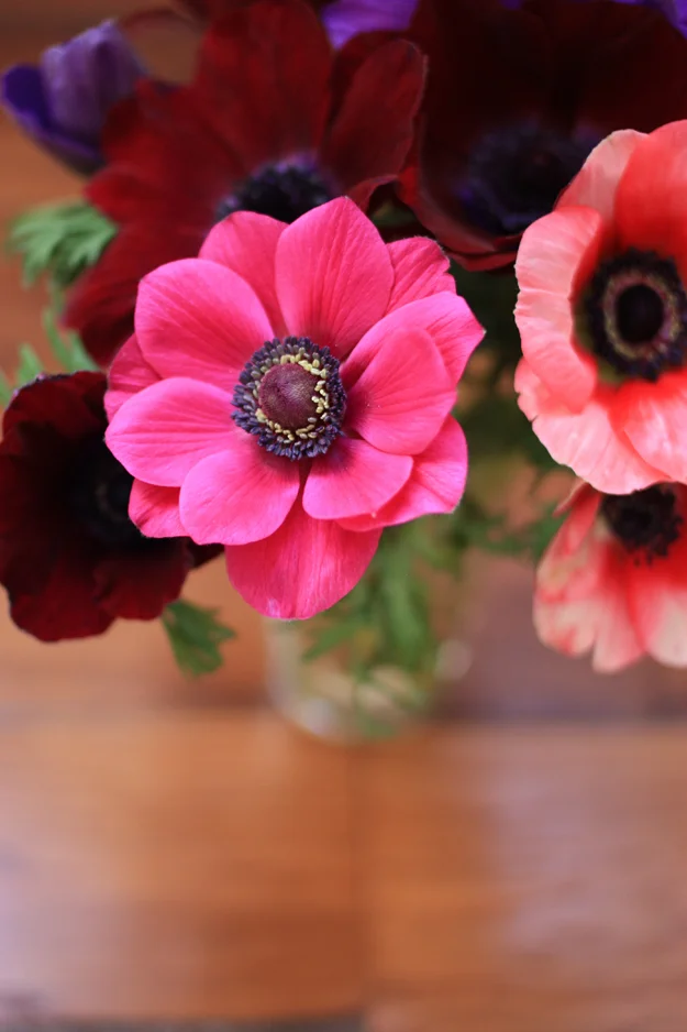 first anemones of 2015 - first bouquet of the year