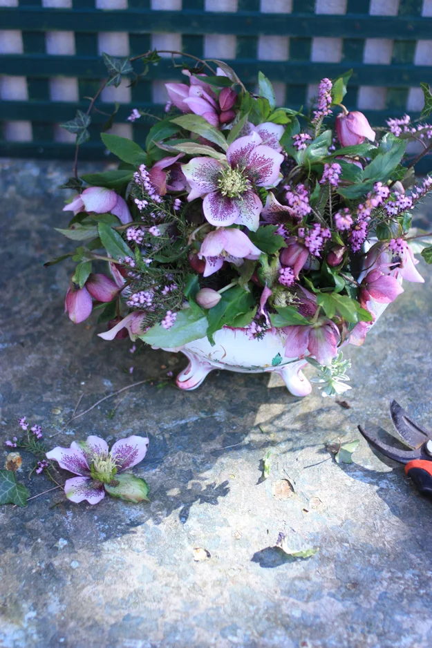 Hellebores from the garden