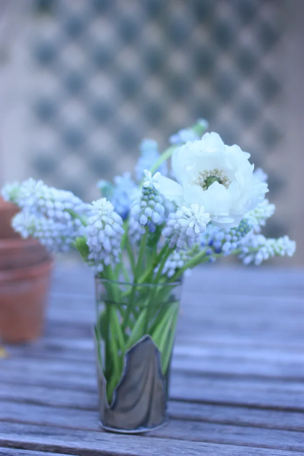 Anemone and muscari from my garden