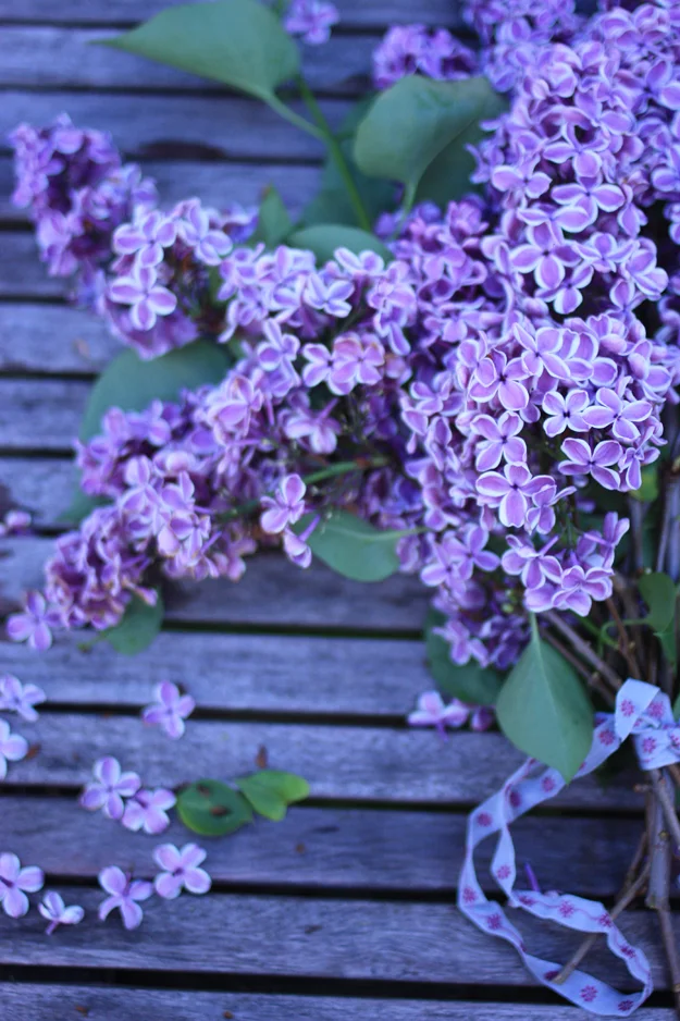 purple lilac from my garden