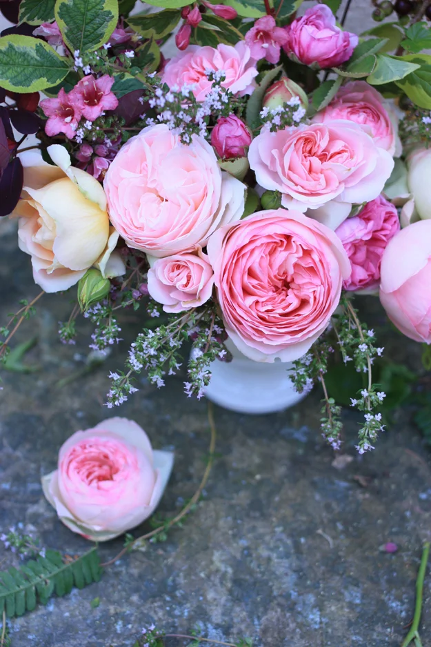 pink roses and red foliage