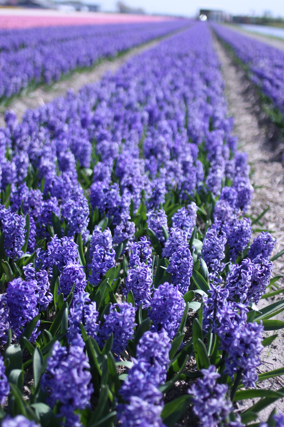 Keukenhof14_yacinths_field.jpg