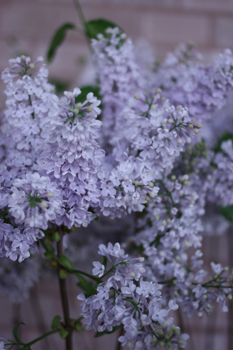 keukenhof_lilac.jpg