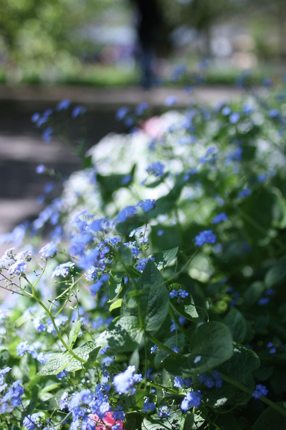 keukenhof_myosotys.jpg