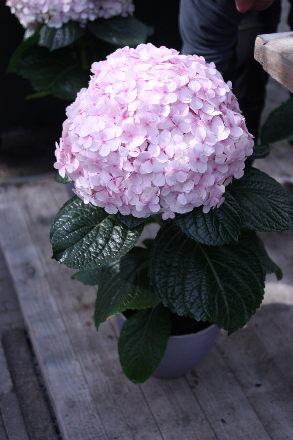 keukenhof_hydrangea.jpg