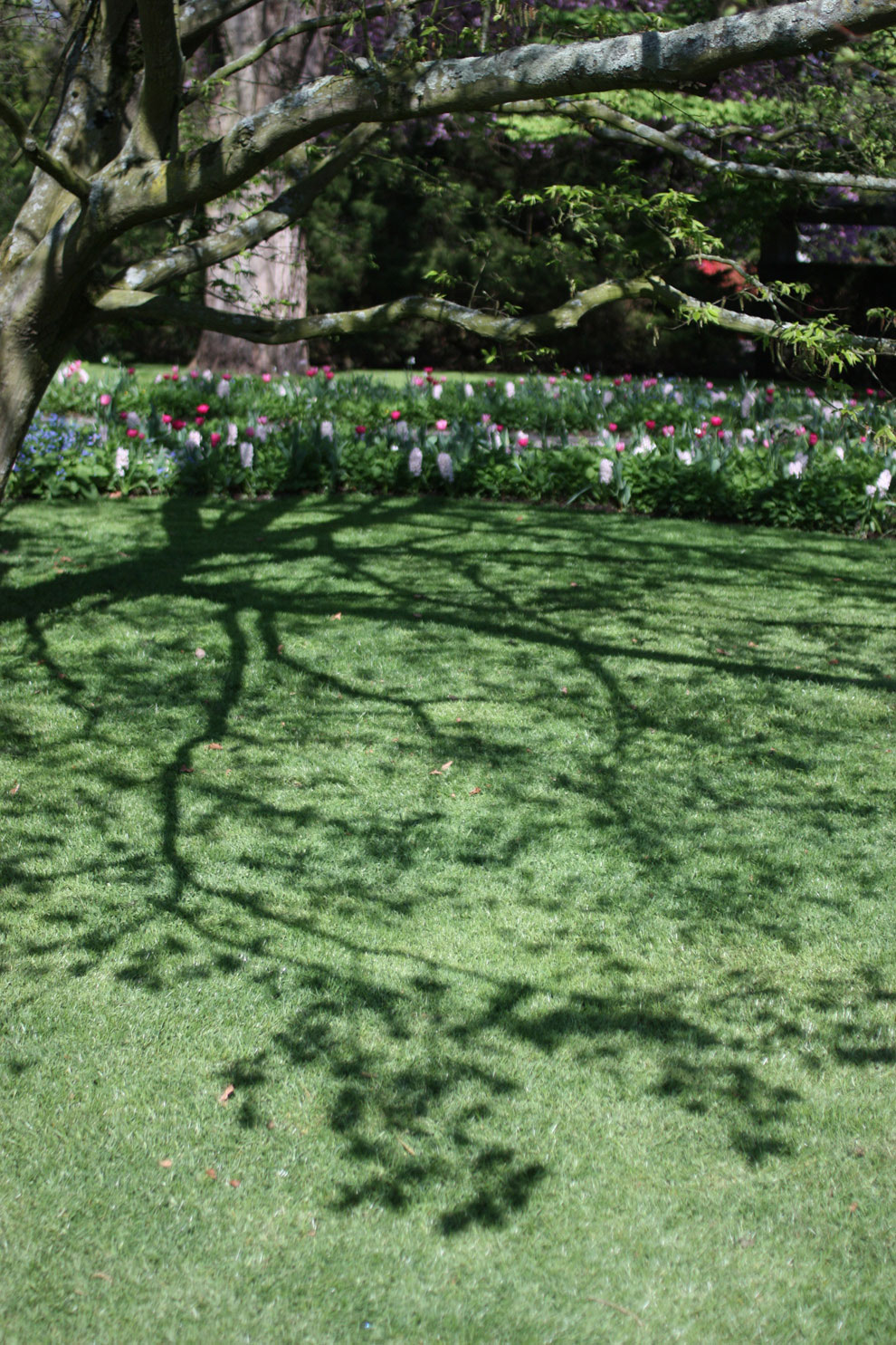 Keukenhof14_tree.jpg