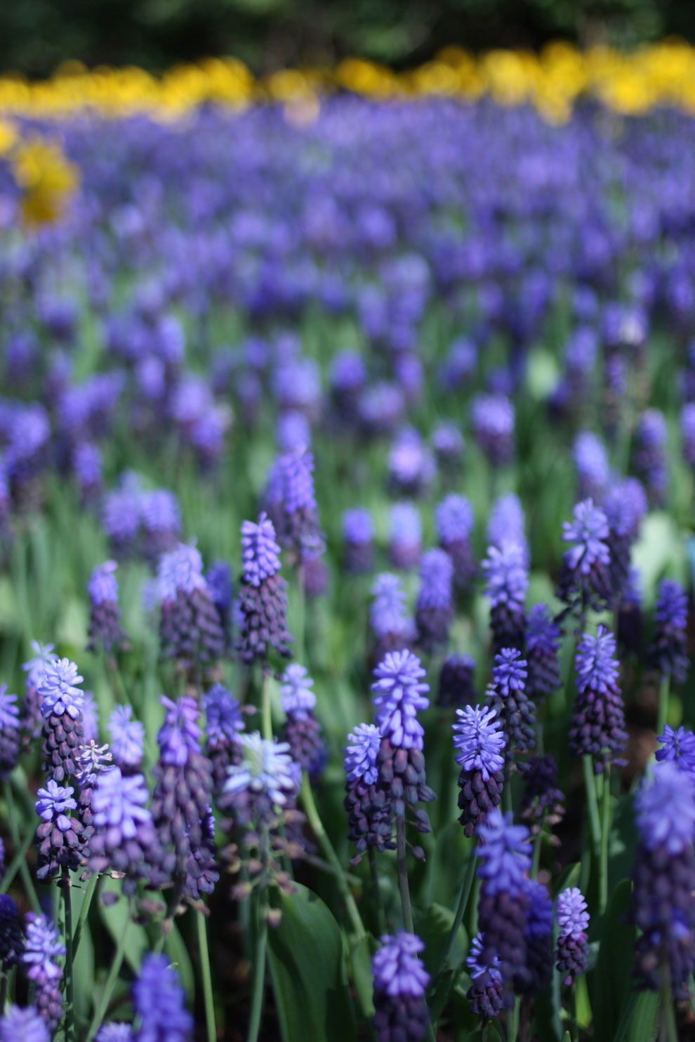 Keukenhof14_blue_river.jpg