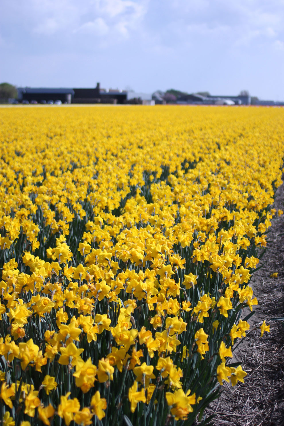 Keukenhof14_daffodils_field.jpg