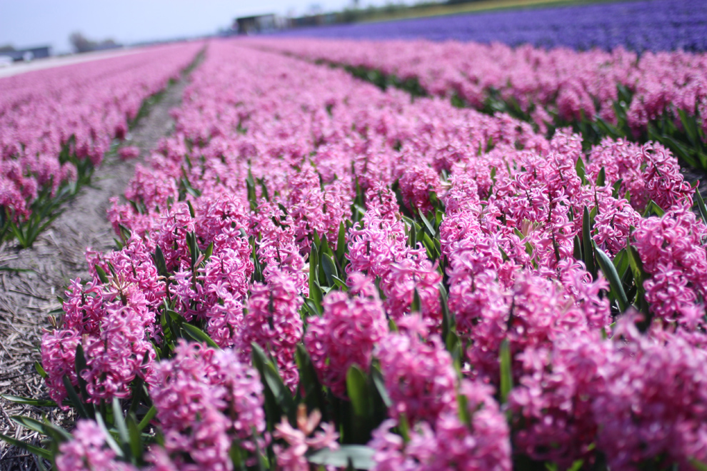 Keukenhof14_Yacinths_field_pink_landscape.jpg