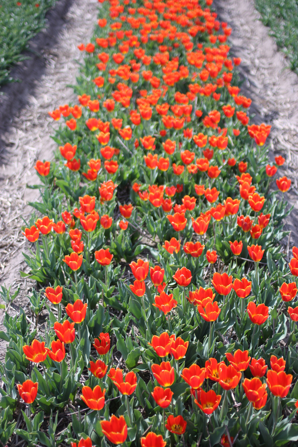 Keukenhof_tulip_field_pink.jpg