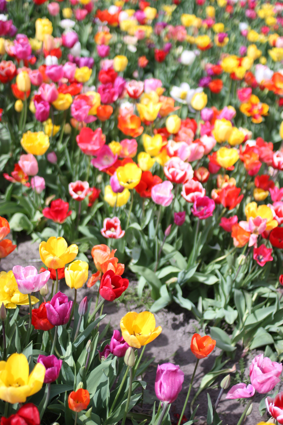 Keukenhof14__Annemiekes_Pluktuin_Field_side.jpg